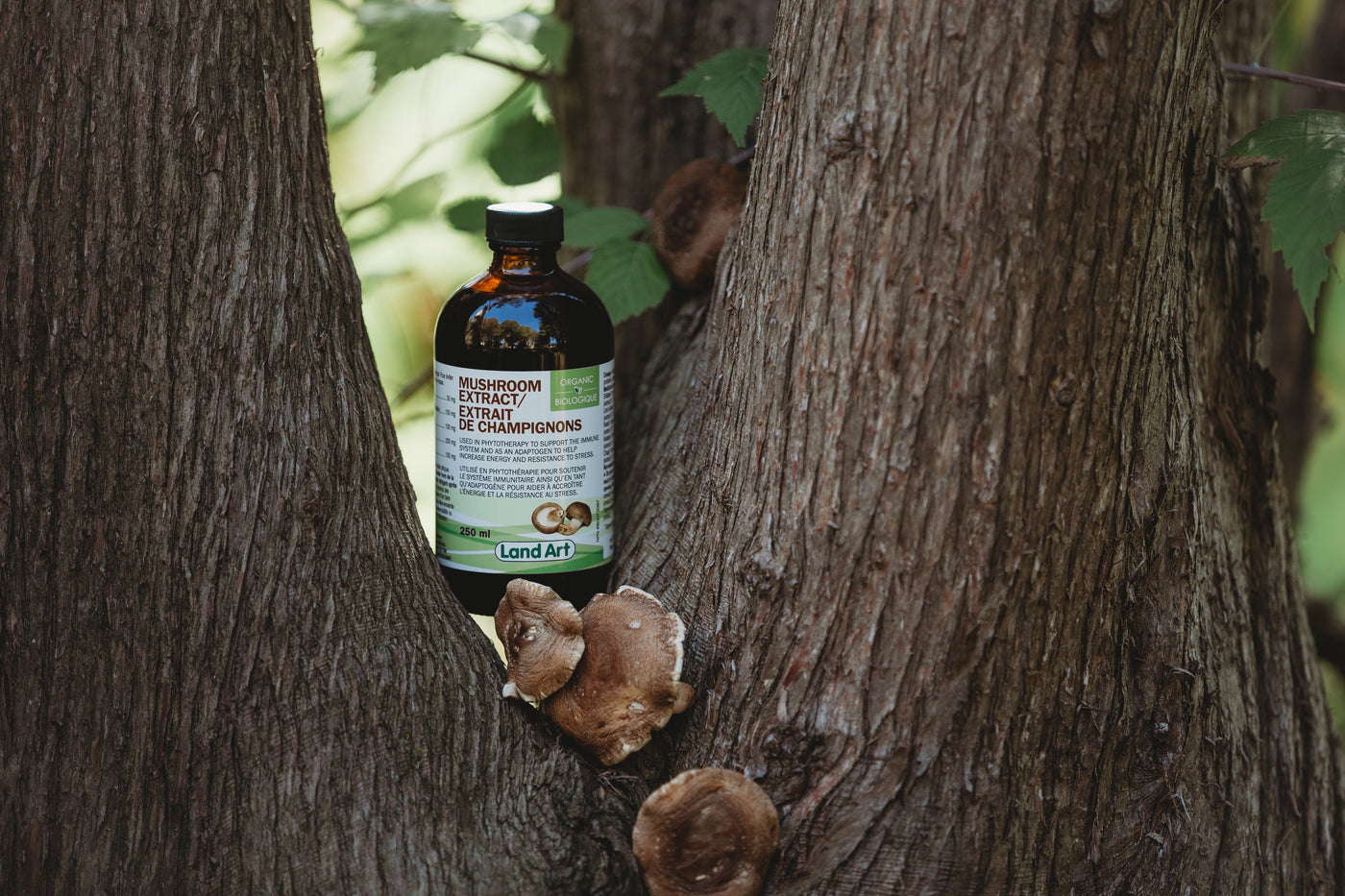 L’extrait de champignons bio Land Art