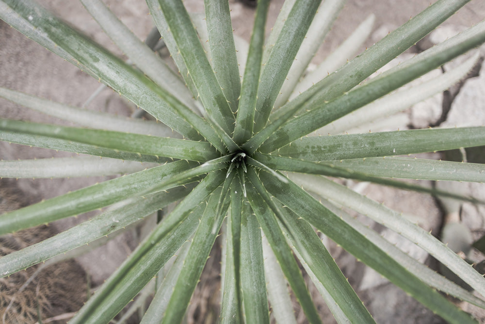 Les bienfaits de l&rsquo;aloe vera